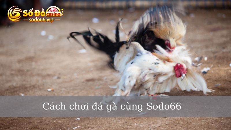 Những bước tham gia chơi đá gà Sodo66 siêu đơn giản